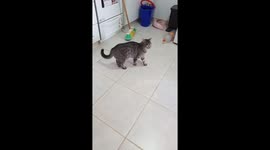 Cat makes bold move towards dogs, then unexpectedly retreats