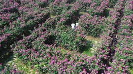 China: Rose Maze in Qianxinan