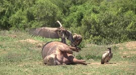 Dead Hippo’s hide is too tough, so Vultures fight over the soft parts.