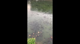 Thousands of fish emerged to cover the water surface