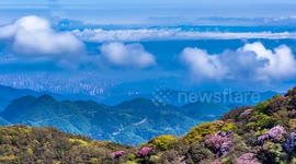 China: Tourists Enjoy Blooming Rhododendrons at Jinfo Mountain
