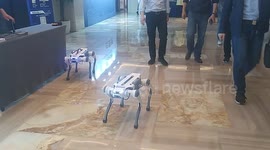 China: A Robot Dog Performance at the 2024 West Lake Unicorn Innovation Ecology Conference