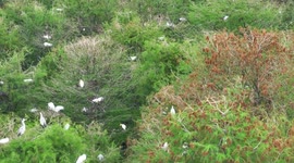 China: Egrets Breed on The Treetops in Huai 'an