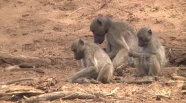 Intelligent Baboons make the most of scarce resources in drought – including seeds in
