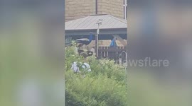 Sleep deprived villagers being terrorised by runaway rooftop peacock