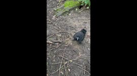 Meeting Sheryl Crow last night! Friendly crow approached me and my son in the local woods and didn't want to leave us.