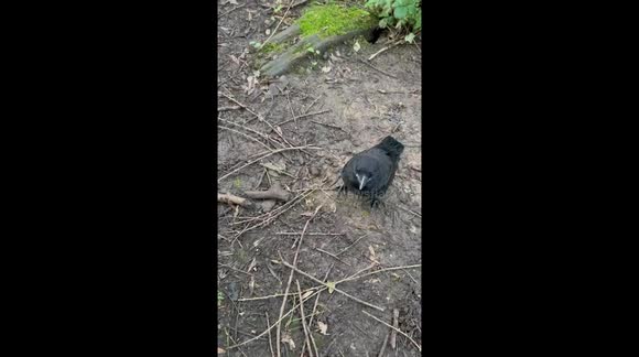 Meeting Sheryl Crow last night! Friendly crow approached me and my son in the local woods and didn't want to leave us.
