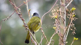 China: Black-faced Warbler