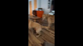 Cat and puppy playing