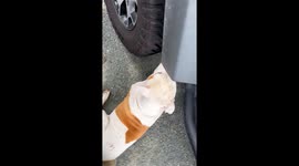 Man Finds a Barn Owl Perched on His Tire
