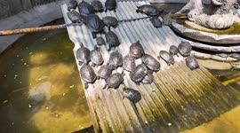 China: Turtles Basking in The Sun in Xi'An