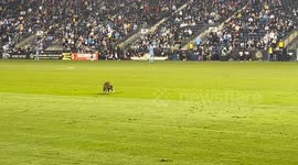Raccoon on the Pitch
