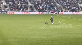 Raccoon Evades Capture on Soccer Field