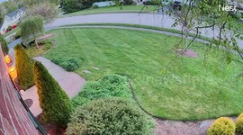 Bernedoodle Gets Zoomies and Drags His Walker