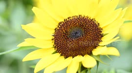 China: Sunflowers Bloom in Nanning,