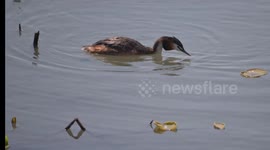 China: Great Crested Grebe Incubate Eggs in Suzhou