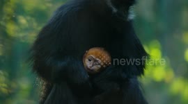 Baby Francois langur welcomed at San Diego Zoo