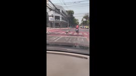 Stork struts across zebra crossing while lights are on red