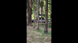 Pet husky rides on top of pickup truck