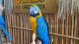Explore exotic animals at the Summer Pet Variety show in Bangkok