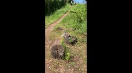 Laid-back lemur: stretching at West Midlands Safari Park