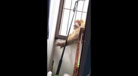 Wild monkey burglar wakes up resident with a surprise visit in southern China