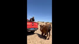 Camel mother kneels to owner thinking her baby was taken away