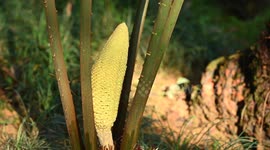 China: Thousand-year Cycad Blossoms in Nanning