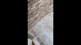 Couple ensures the safety of chicks with their DIY protection measures