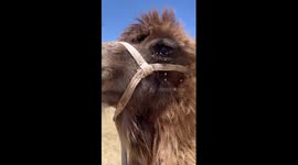 Touching moment mother camel stops truck from taking her baby away