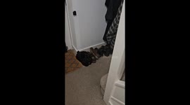 Nothing to See Here, Only Shoes. Definitely No Cats.