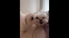 Dog growls as mate licks: Cheonan, South Korea