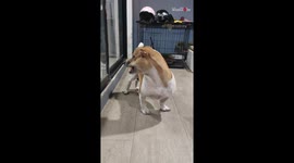 Dog turns into a beacon of unintentional hilarity after overeating