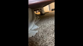 Cat defies gravity with hilarious upside-down stroll beneath bed