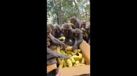 Hungry Monkeys Take Bananas