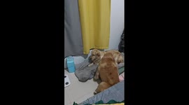 Heartwarming moment puppy is reunited with mother dog