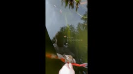 Goofy toad refuses to let go after hopping aboard a... FISH!