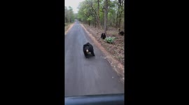 Encounter with mother bear marks thrilling safari adventure in Nagpur Division