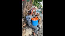 Joyful monkeys delight in papaya treats in Nepal
