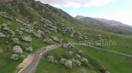 China: Wild Apple Flowers in Full Bloom in Xinjiang