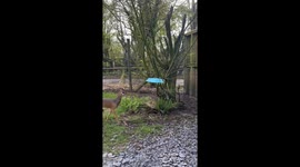Caught in the act: Mischievous deer meets instant karma at Lakeland Wildlife Oasis