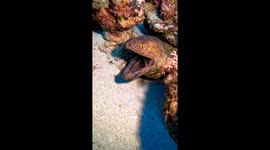 Shrimp Clean Moray's Eel's Teeth