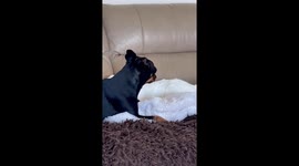 Dog Wants Cat to Keep Grooming Her