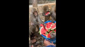 Monkeys Receive a Watermelon Treat