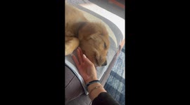 Puppy's Still Learning to Use His Tongue