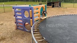 Happy Goats on a Trampoline