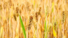 China: Wheat Mature