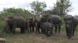 Nervy footage as elephant herd surround safari vehicle in Sri Lanka