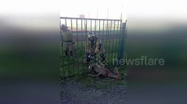 Firemen rescue deer stuck in school railings in Russia