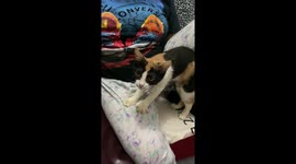Calico cat gives owner a relaxing leg massage